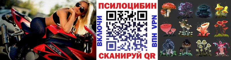 Купить  Шахунья  Галлюциногенные грибы Cubensis 
